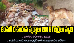 కంపెనీ రసాయన వ్యర్ధాలు తిని 9 గొర్రెలు మృతి